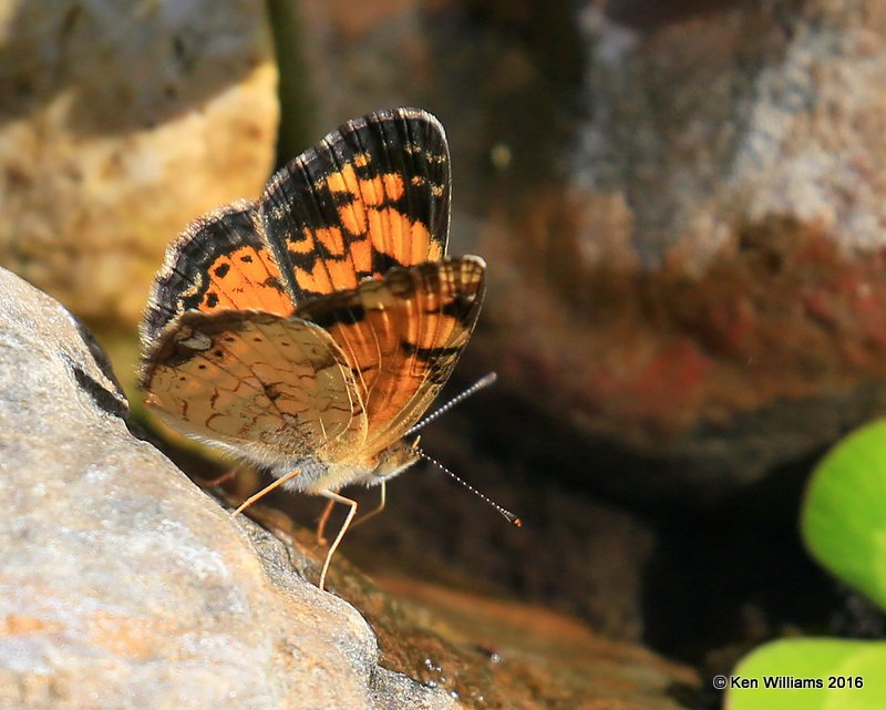 Pearl Crescent, Owasso yard, Rogers Co, OK 9-11-16, Jpa_58712.jpg