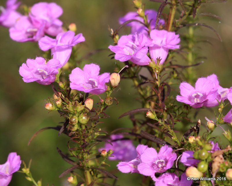 Pink Gerardia, Agalinis purpurea, Ft. Gibson Lake, OK, 9-14-16, Jpa_59174.jpg