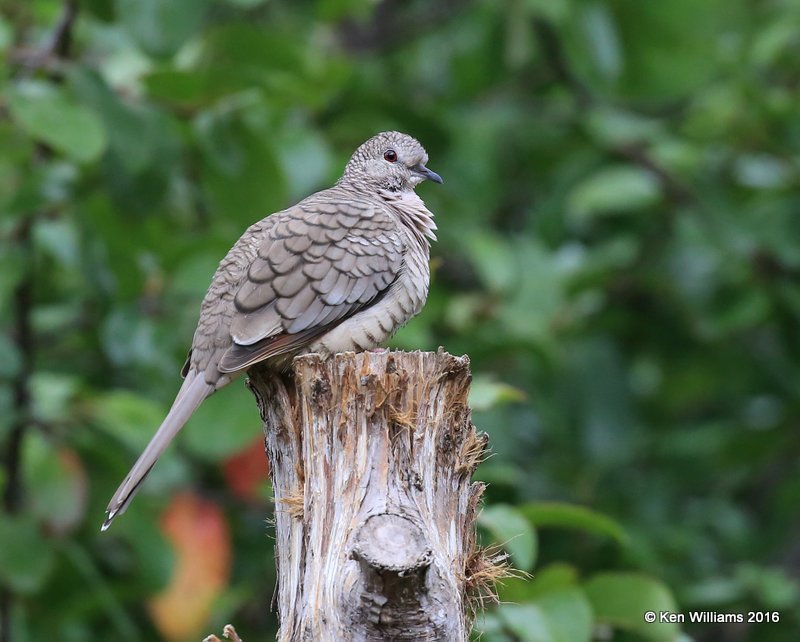 Inca Dove, Owasso yard, Rogers Co, OK 9-16-16, Jpa_59358.jpg