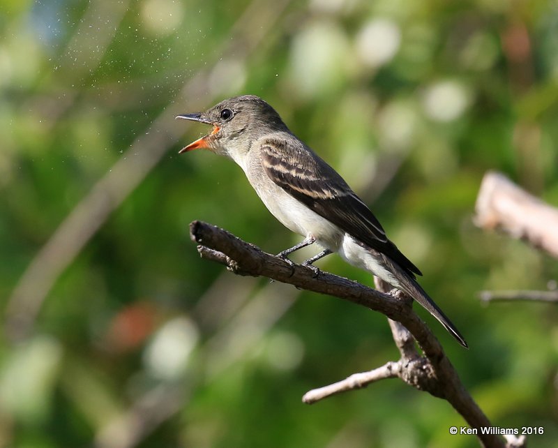 Eastern Wood-Pewee, Owasso yard, Rogers Co, OK 9-19-16, Jpa_59487.jpg