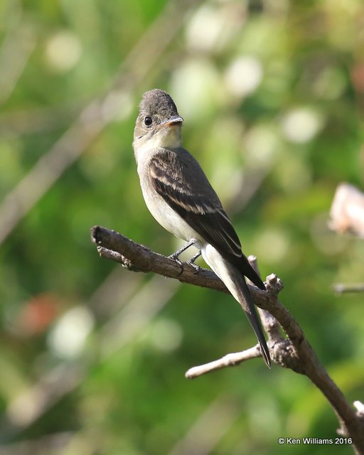 Eastern Wood-Pewee, Owasso yard, Rogers Co, OK 9-19-16, Jpa_59492.JPG