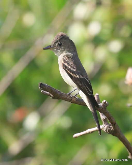 Eastern Wood-Pewee, Owasso yard, Rogers Co, OK 9-19-16, Jpa_59495.JPG