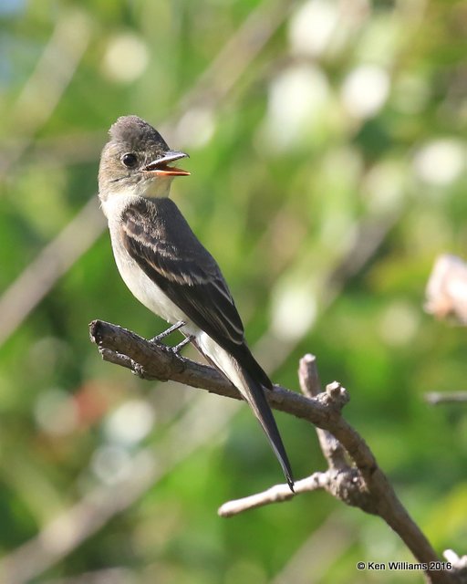 Eastern Wood-Pewee, Owasso yard, Rogers Co, OK 9-19-16, Jpa_59552.JPG