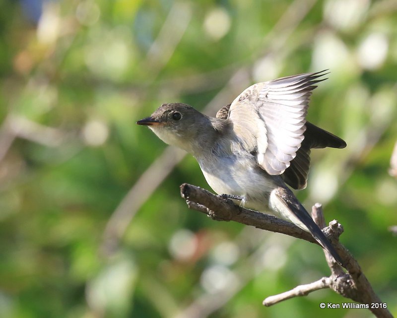 Eastern Wood-Pewee, Owasso yard, Rogers Co, OK 9-19-16, Jpa_59558.jpg