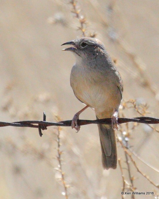 Botteris Sparrow N of Nogalas  AZ 4-26-07 Rdpa 1407.jpg