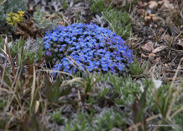 Alpine Forget-Me-Nots, Myosotis alpestris,  Beartoot Highway, MT, 6-26-14, Jp_018804.JPG