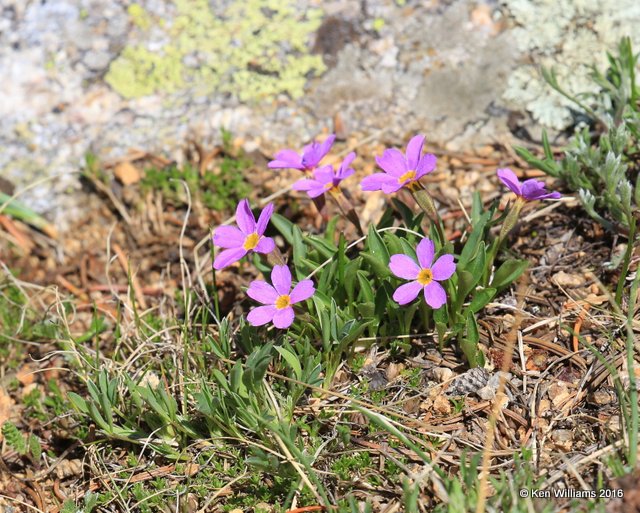 Alpine Primrose, Mt Evans, CO, 06_12_2016_Jp_18088.JPG