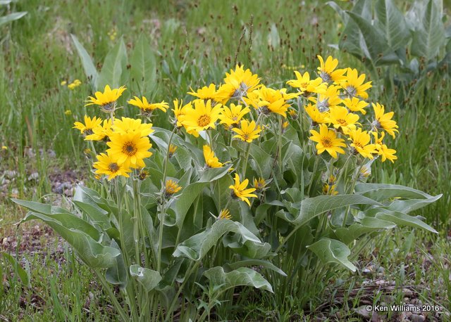 Arrowleaf Balsamroot, Balsamhoriza sagittata, Yellowstone N Park, WY, 6-15-14, Jp_016114.JPG