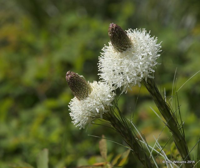 Bear Grass Flower, East Glacier Nat. Park, MT, 6-24-14, Jp_018337.JPG