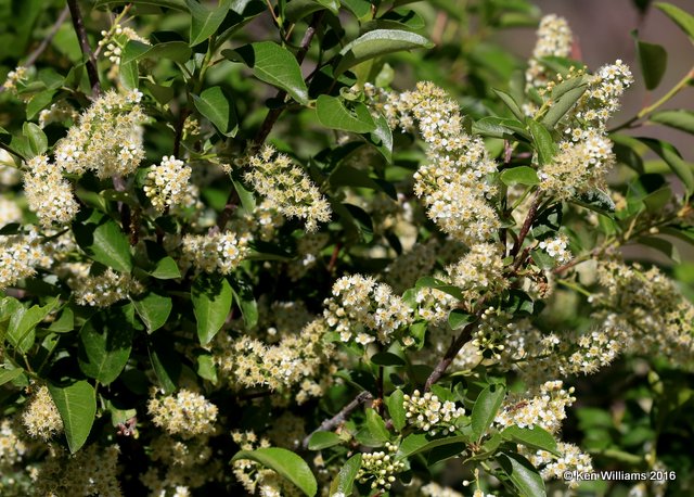 Choke Cherry, Rocky Mt. NP, CO, 6_15_2016_Jp_19337.JPG