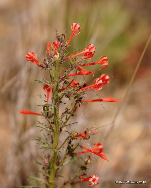 Colorado gaura, Gaura longiflora, Grandby Lake, CO, 6_17_16_Jp_20585.JPG