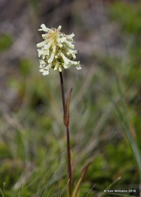 Holboell's Rockcress, Arabis holboellii, East Glacier Nat. Park, MT, 6-24-14, Jp_018600.JPG