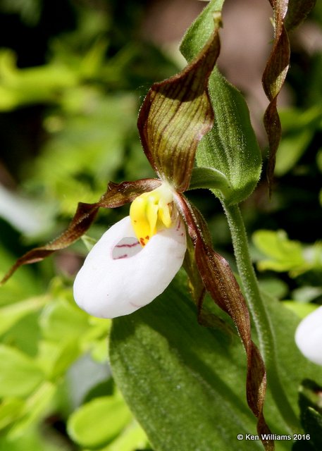 Mountain Lady Slipper, Cypripedium montanum, Glacier Nat. Park, 6-22-14, Jp_017873.JPG