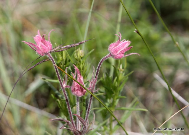 Old Man's Whiskers, Geum triflorum, East Glacier Nat. Park, MT, 6-24-14, Jp_018582.JPG