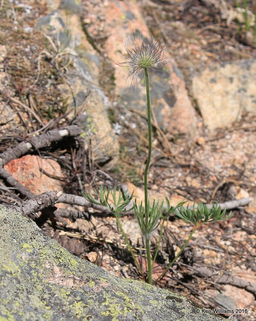 Pasque flower, Pulsatilla vulgaris, Rocky Mt NP,  6_16_2016_Jp_20072.JPG