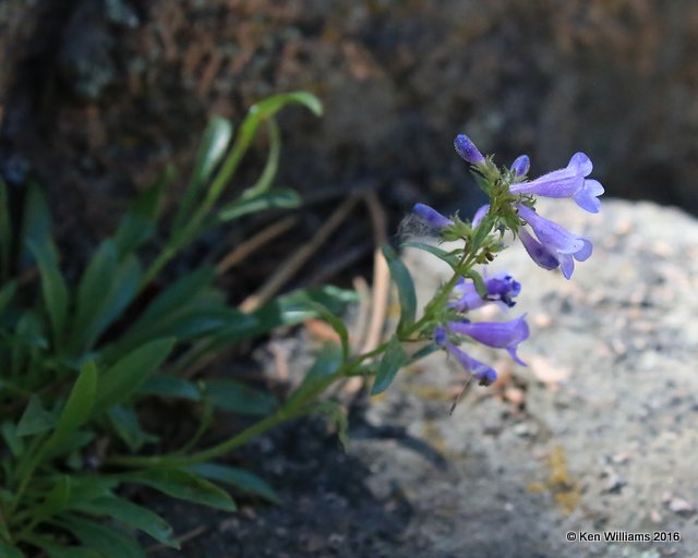 Sawsepal Penstemon, Penstemon glaber, Rocky Mt NP, CO, 6_15_16_Jp_19370.JPG