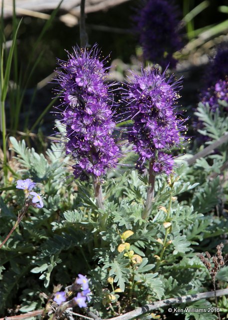 Silky Phacelia, Phacelia sericea, East Glacier area, MT, 6-23-14, Jp_017917.JPG