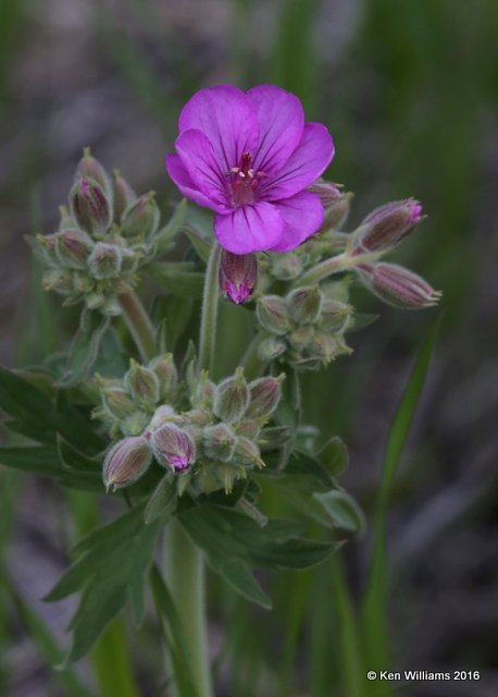 Sticky Geranium, Cooke City, MT, 6-19-14, Jp_016595.JPG