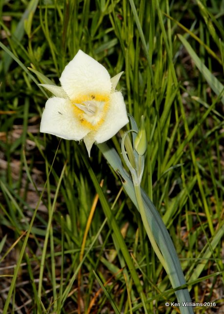 Subalpine Mariposa Lily, Calochortus subalpina, East Glacier area, MT, 6-23-14, Jp_018044.JPG