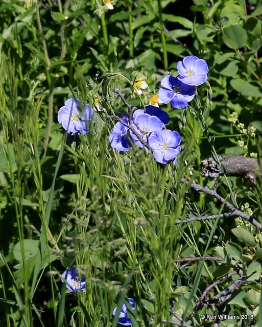 Towering Jacobsladder, Polemonium foliosissimum, W. of Gunnison, CO, 6_18_2016_Jp_20640.JPG