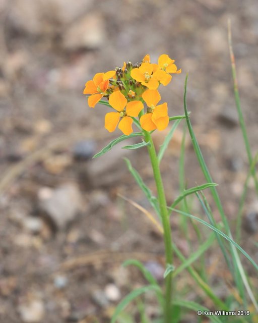 Western Wallflower, Erysimum capitatum, Mt Evans, CO, 6-13-16, Jp_18593.JPG