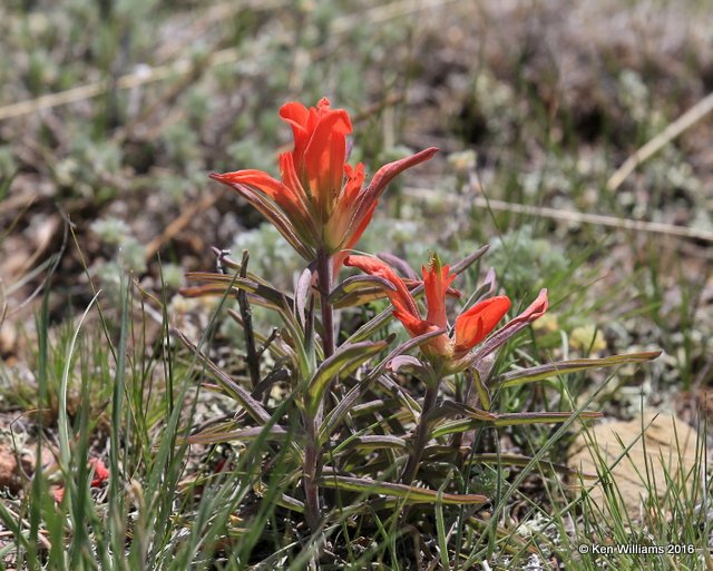 Wholeleaf Paintbrush, Castilleja integra, Florissant Fossil Beds, CO, 06_11_2016_Jp_17962.JPG