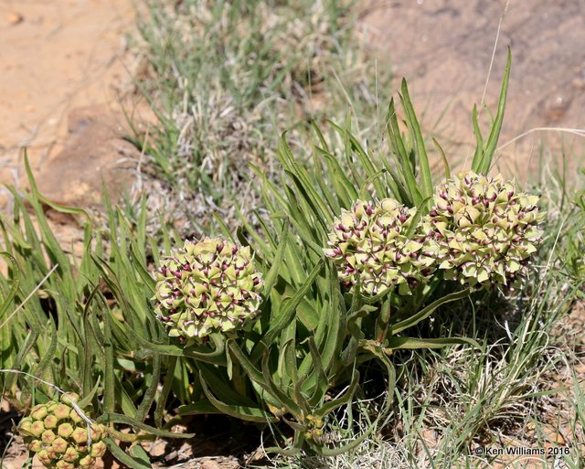 Dwarf Milkweed, Asclepias involucrata, Cimarron Co, OK, 5-10-16, Jp_15484.JPG