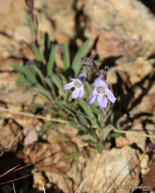 Fendler's penstemon, Penstemon fendleri, Cimarron Co, OK, 5-10-16, Jp2_15403.JPG