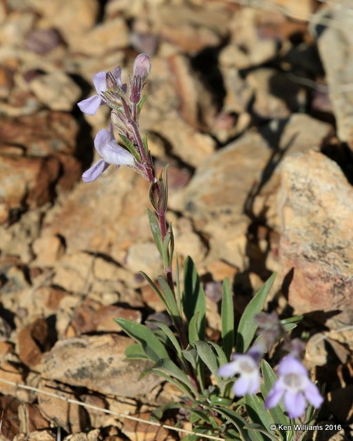 Fendler's penstemon, Penstemon fendleri, Cimarron Co, OK, 5-10-16, Jp_15406.JPG