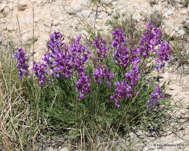 Stemless Loco, Oxytropis Lambertii, Cimarron Co, OK, 5-9-16, Jp_1660.JPG