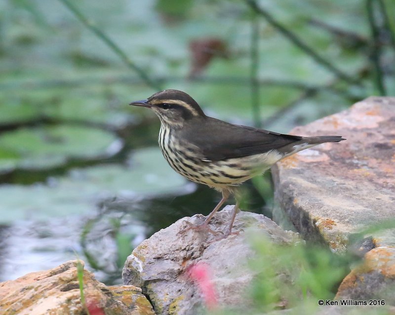 Northern Waterthrush Owasso yard Rogers Co OK 9-21-16 Jp_59613.JPG