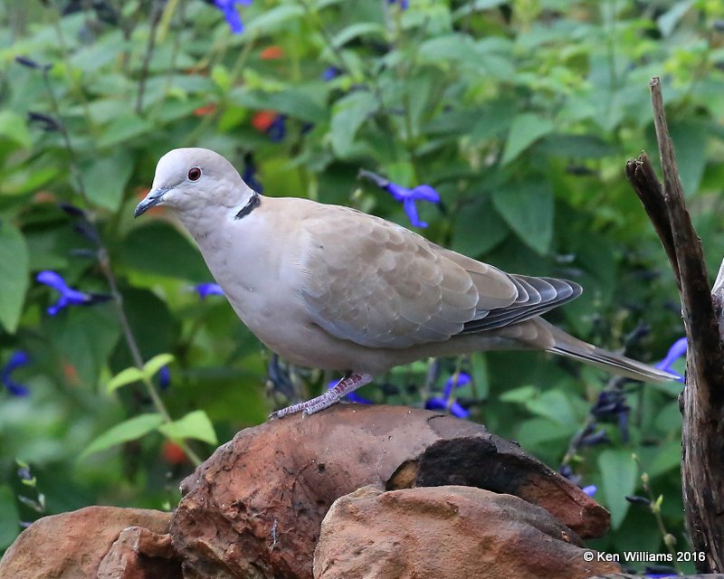 Eurasian Collared Dove, Owasso yard, Rogers Co, OK 9-25-16, Jpa_59843.jpg