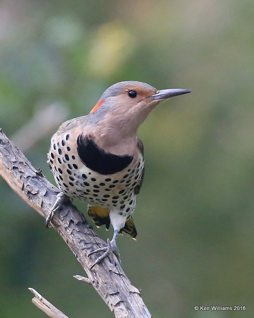 Northern Flicker - Yellow Shafted female, Owasso yard, Rogers Co, OK 9-25-16, Jpa_59796.jpg