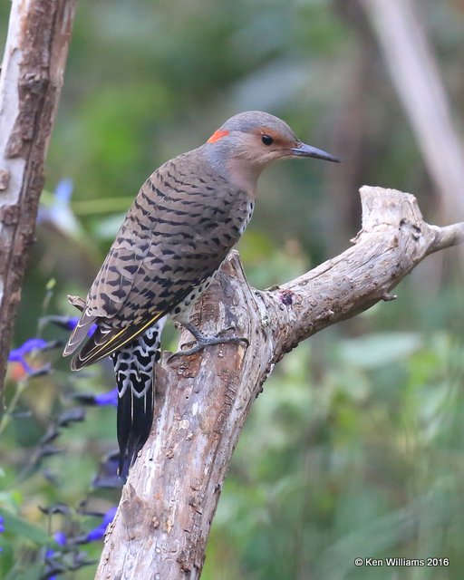 Northern Flicker - Yellow Shafted female, Owasso yard, Rogers Co, OK 9-25-16, Jpa_59811.jpg