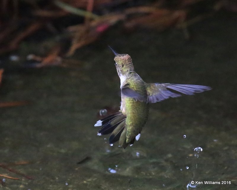 Ruby-throated Hummingbird female, Owasso yard, Rogers Co, OK 9-25-16, Jpa_59729.jpg