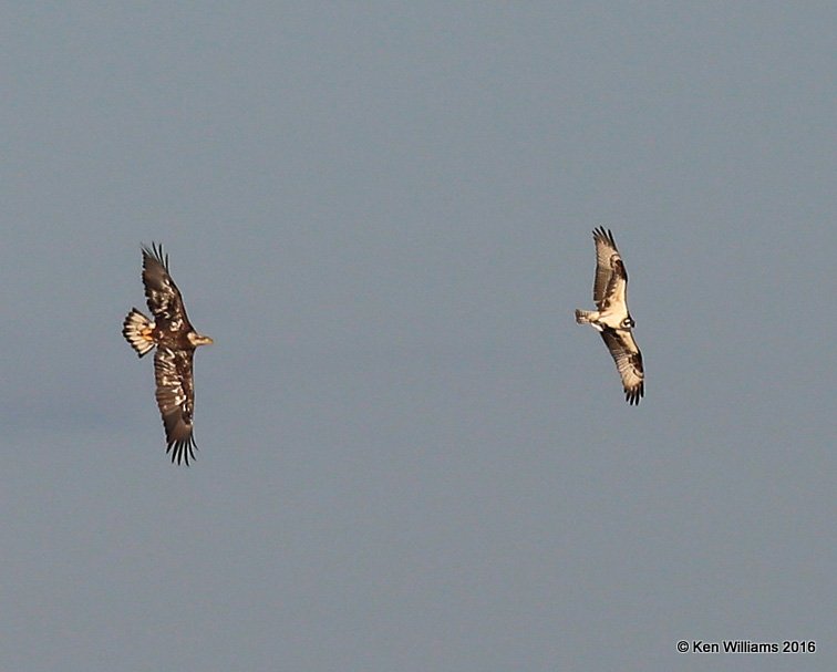 Bald Eagle chasing Osprey, Yahola Lake, Tulsa Co, OK, 10-20-16, Jpa_60346.jpg