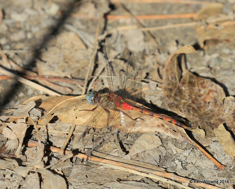 Blue-faced Meadowhawk male, Yahola Lake, Tulsa Co, OK, 10-20-16, Jpa_60543.jpg