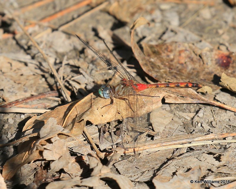 Blue-faced Meadowhawk male, Yahola Lake, Tulsa Co, OK, 10-20-16, Jpa_60547.jpg