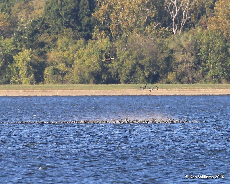 Eagle chasing coot, Yahola Lake, Tulsa Co, OK, 10-20-16, Jpa_60416.jpg