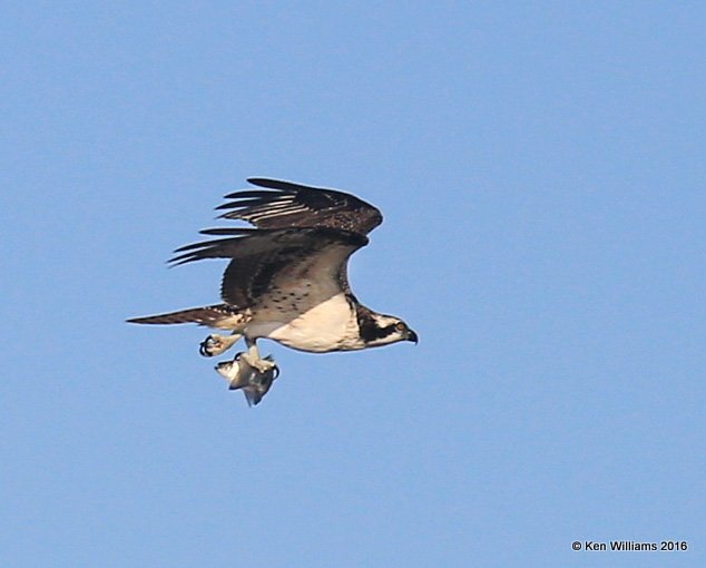 Osprey, Yahola Lake, Tulsa Co, OK, 10-20-16, Jpa_60398.jpg