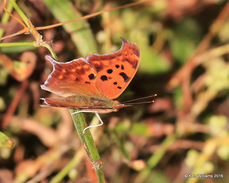 Question Mark, Yahola Lake, Tulsa Co, OK, 10-20-16, Jpa_60515.jpg