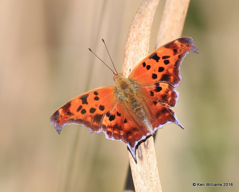 Question Mark, Yahola Lake, Tulsa Co, OK, 10-20-16, Jpa_60530.jpg