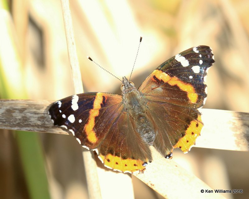 Red Admiral, Yahola Lake, Tulsa Co, OK, 10-20-16, Jpa_60464.jpg