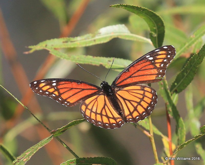 Viceroy, Yahola Lake, Tulsa Co, OK, 10-20-16, Jpa_60496.jpg