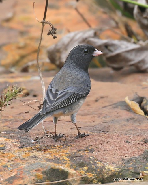 Dark-eyed Junco, Owasso yard, Rogers Co, OK, 10-6-12, Jpa_60888.jpg