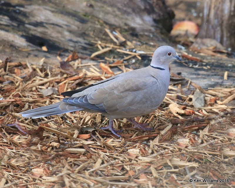 Eurasian Collared Dove, Owasso yard, Rogers Co, OK, 10-5-16, Jpa_61230.jpg