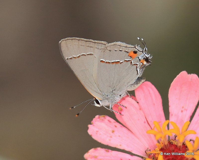 Gray Hairstreak, Owasso yard, Rogers Co, OK, 10-2-12, Jpa_60799.jpg