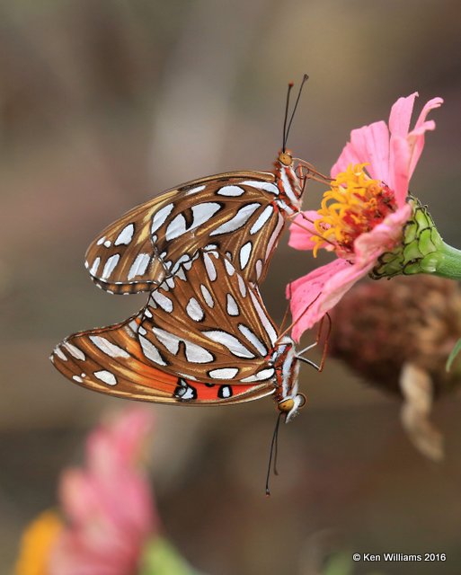 Gulf Fritillary pair, Owasso yard, Rogers Co, OK, 11-2-16, Jpa_60811.jpg