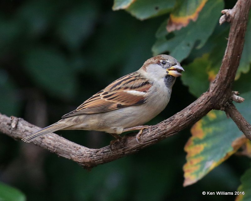 House Sparrow male, Owasso yard, Rogers Co, OK, 111-3-16, Jpa_60965.jpg