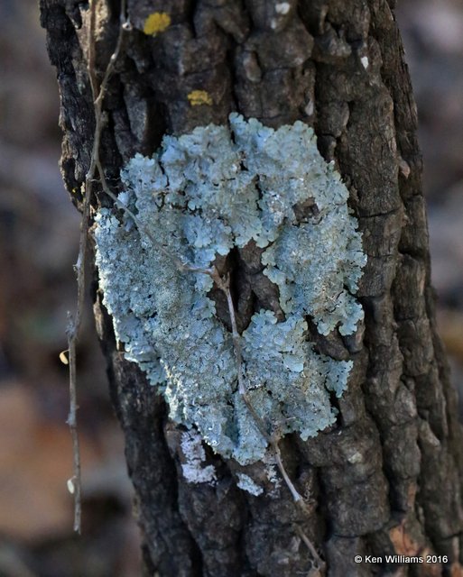 Lichens, Tulsa Botanic Garden, OK, 11-6-16, Jpa_61438.jpg